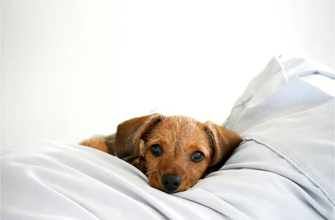 If Only Dogs Could Talk: 5 Subtle Signs Your Dog Might Be in Pain