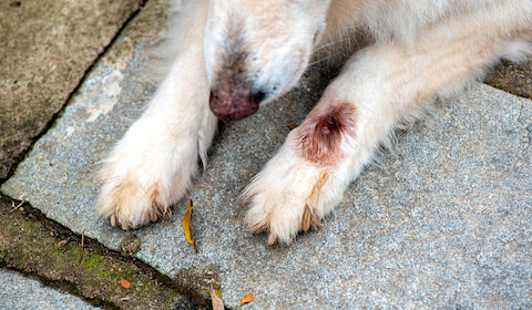 What Are Hot Spots in Dogs? Causes, Symptoms, Prevention & Treatment