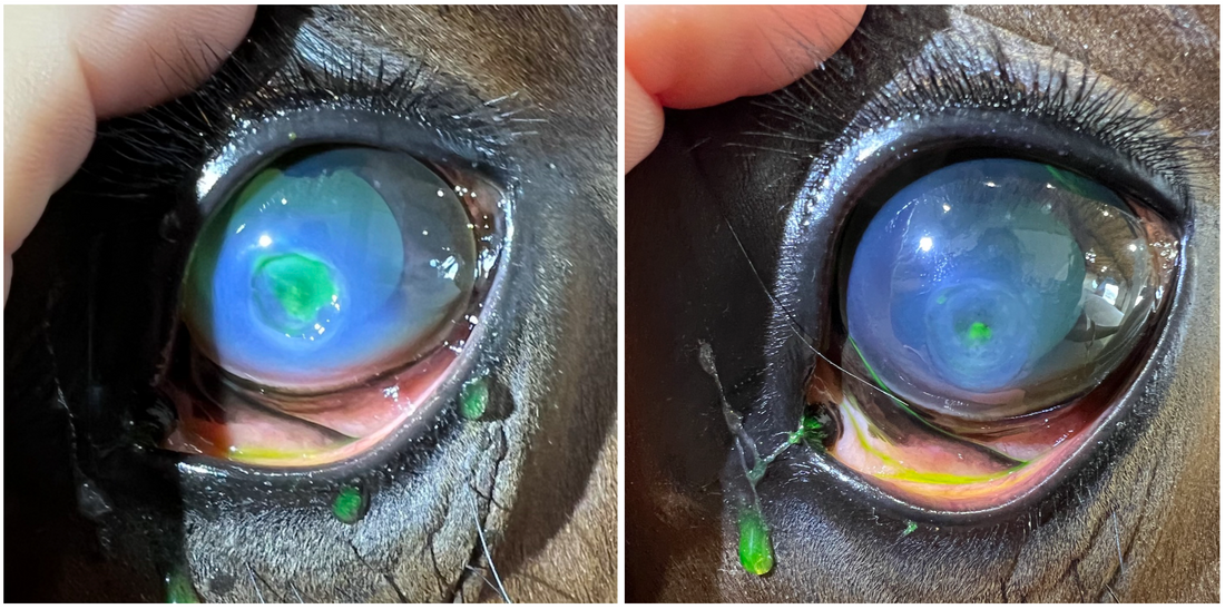 Equine Corneal Ulcer