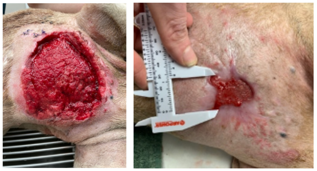 Post-Surgical Dehiscence following Mass Removal