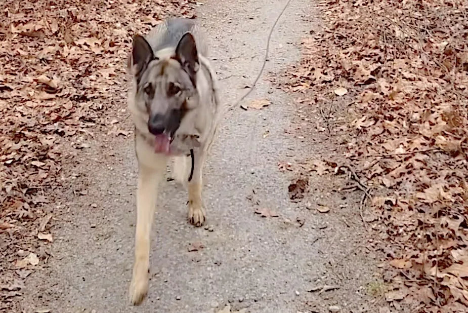 Managing Lameness with Regenaflex-K9