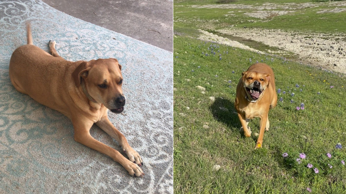 Case Report: Pumpkin, an 8 Year Old Black Mouth Cur Mix with Chronic Lameness