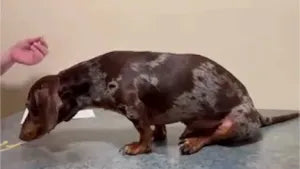 River: Miniature Dachshund with Complete Hind End Immobility