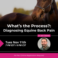 What's the Process?: Diagnosing Equine Back Pain