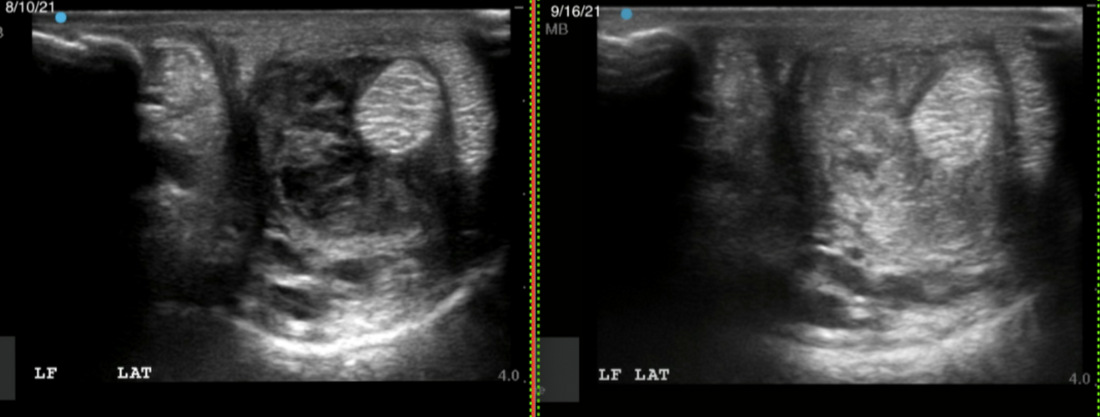 Check Ligament Injury in Young Mare