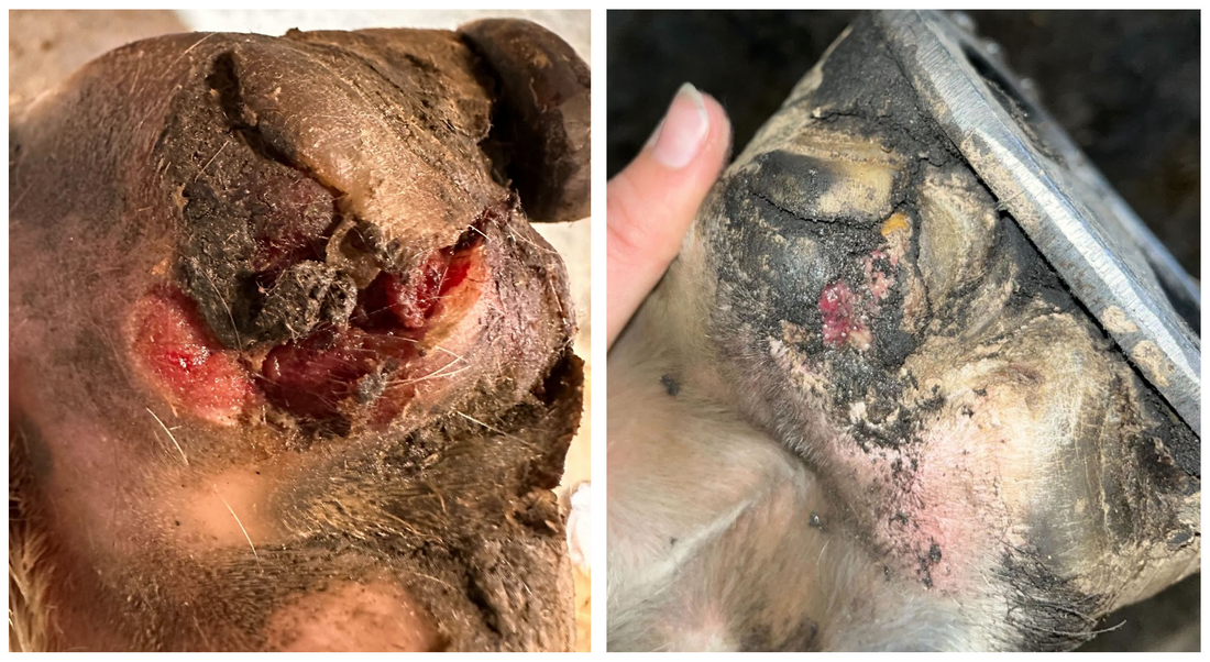 Overreach Injury Managed with Regenaflex-GEL
