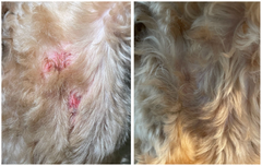 Hot Spots Managed with Regenaflex-GEL