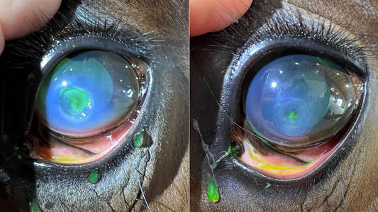 Regenerative Medicine and Corneal Ulcers (Ulcerative Keratitis)