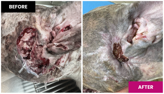 Case Report: Wound Management of a Serious Canine Bite