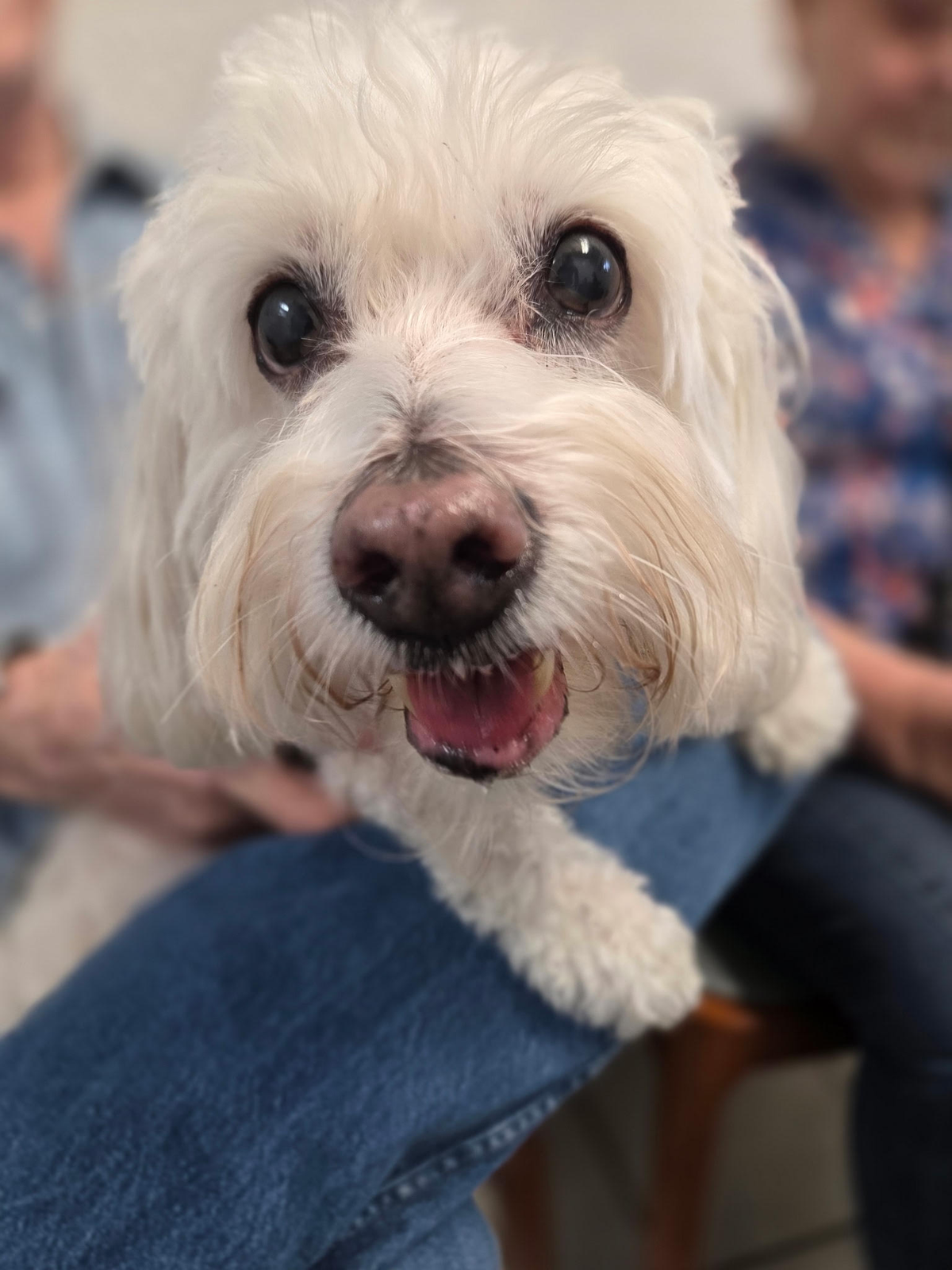 Toby’s Story: A Long-Term Patient Experience with Regenaflex-K9