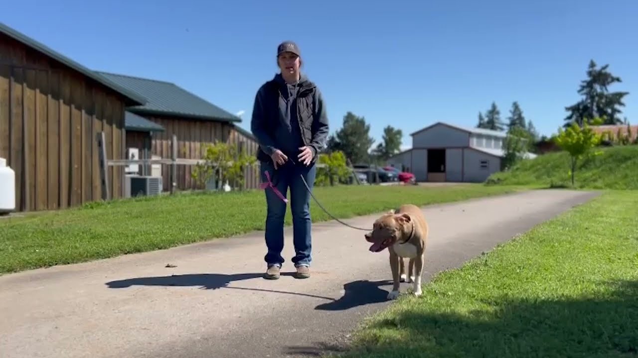 <p><strong>Pet Parent Brianna with her Pit Bull Dani after using Regenaflex-K9</strong></p>