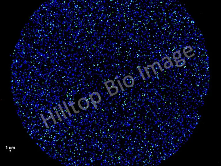 <p>Fluorescent View of Tagged Exosomes</p>